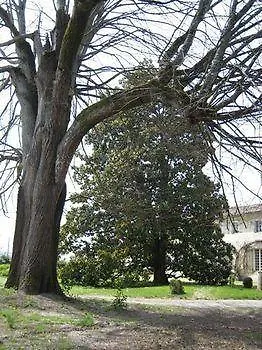 Chateau De Puyrigaud Léoville